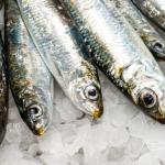 Sardines سردين ( باب البحر ) 1 كيلو