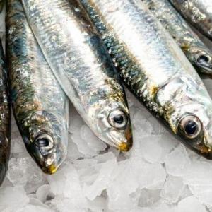 Sardines سردين ( باب البحر ) 1 كيلو